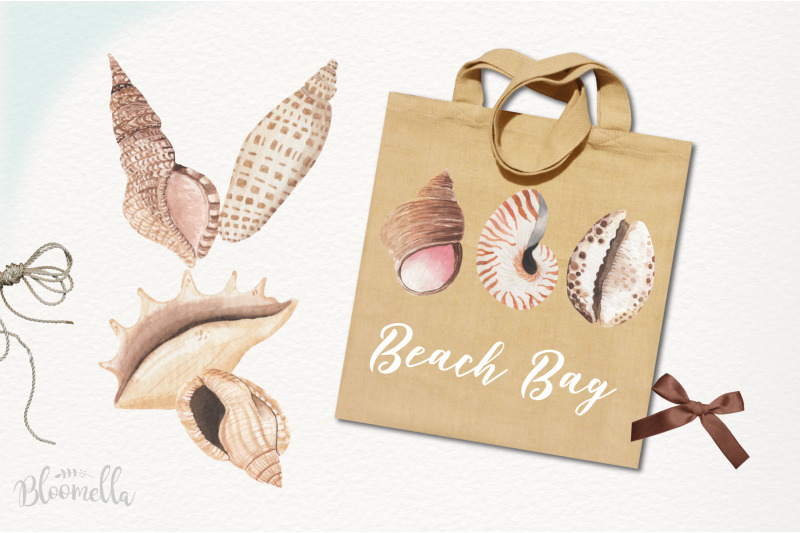 sea-shell-elements-23-individual-png-shells-shore-beach-summer-inspire