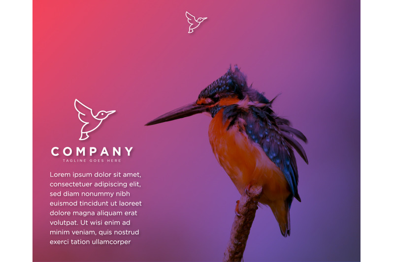 elegant-line-flying-hummingbird-logo-template-icon-element-isolated