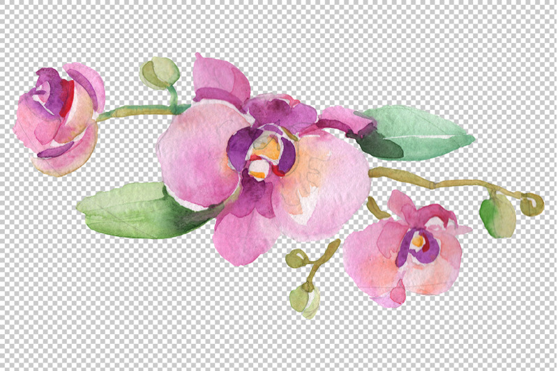 branch-with-orchids-watercolor-png