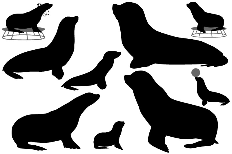 silhouette-of-sea-lion