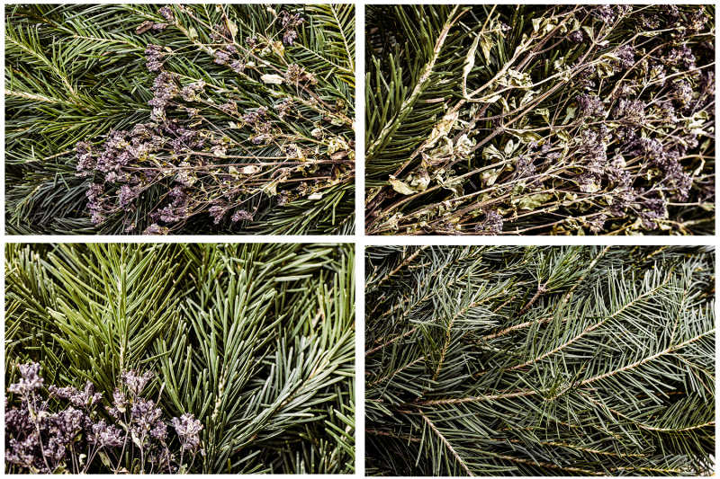plant-backgrounds-photo-stock-nature-overlays