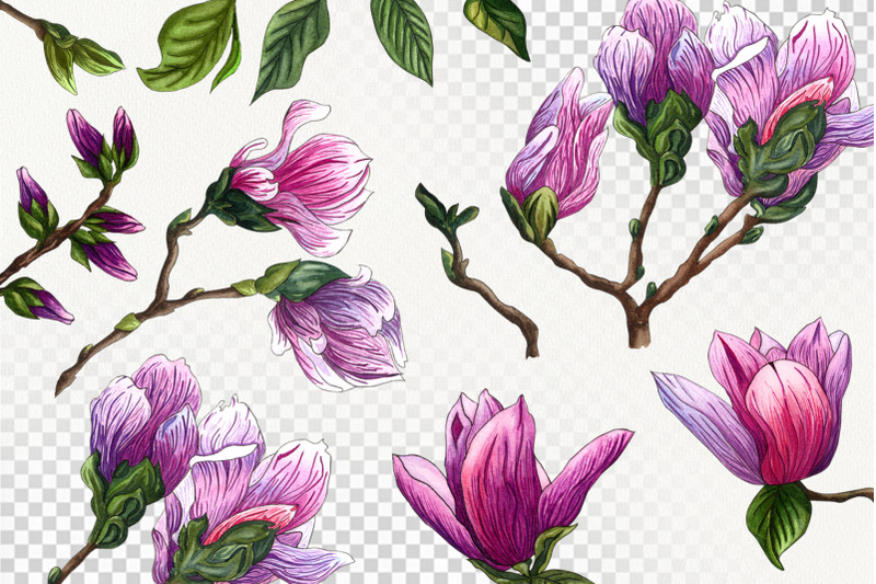 magnolia-bloom-watercolor-clipart