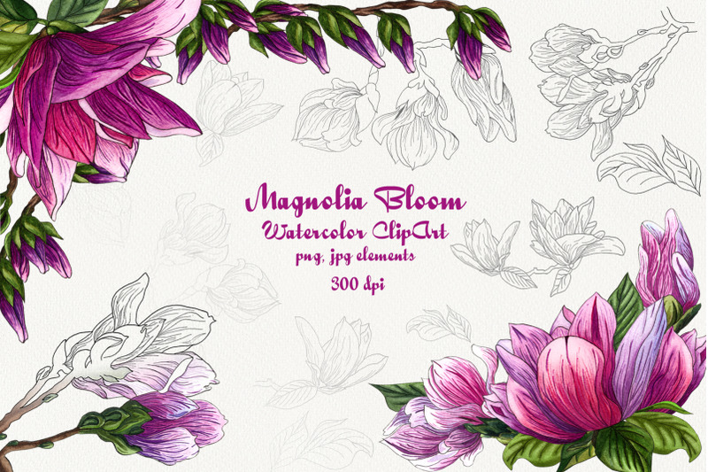magnolia-bloom-watercolor-clipart
