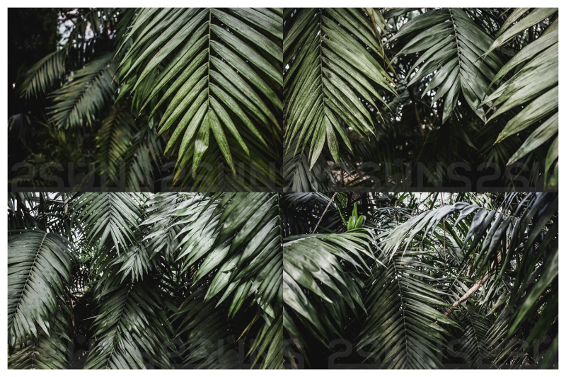 tropical-backgrounds-textures-nature-overlays