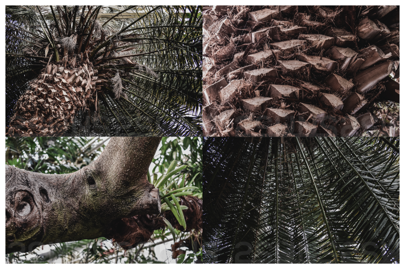 tropical-backgrounds-textures-nature-overlays