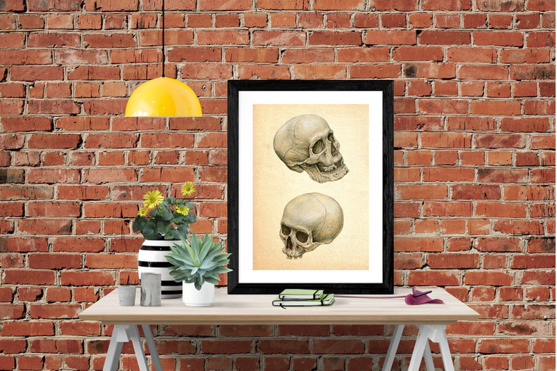 watercolor-human-skull