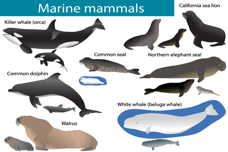 Marine mammals By Viktoria1703 | TheHungryJPEG.com