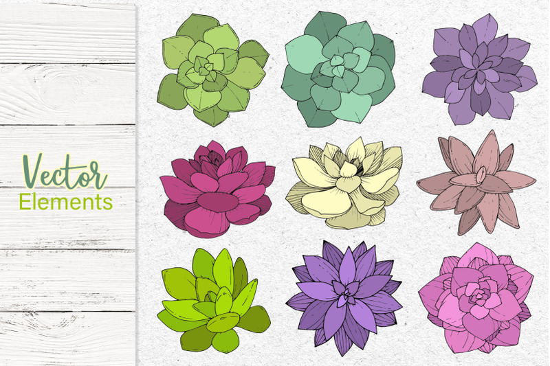 succulents-vector-set