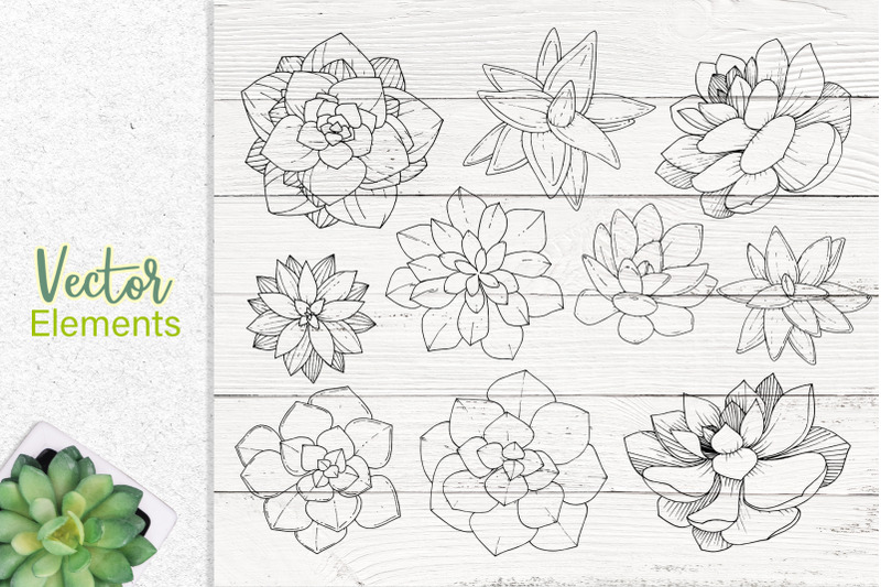 succulents-vector-set