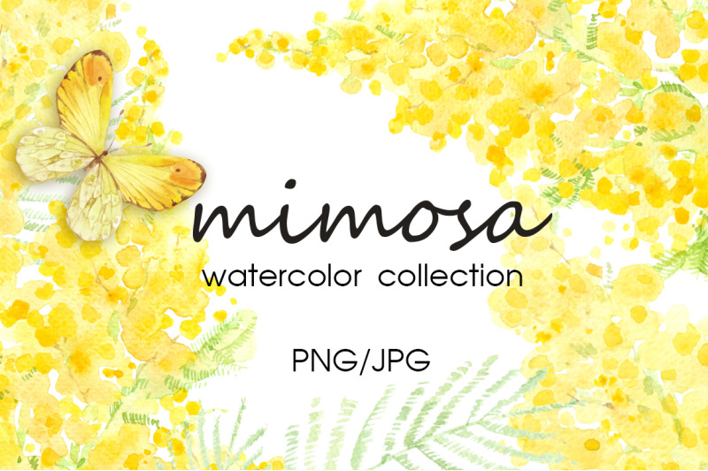 mimosa-watercolor-collection
