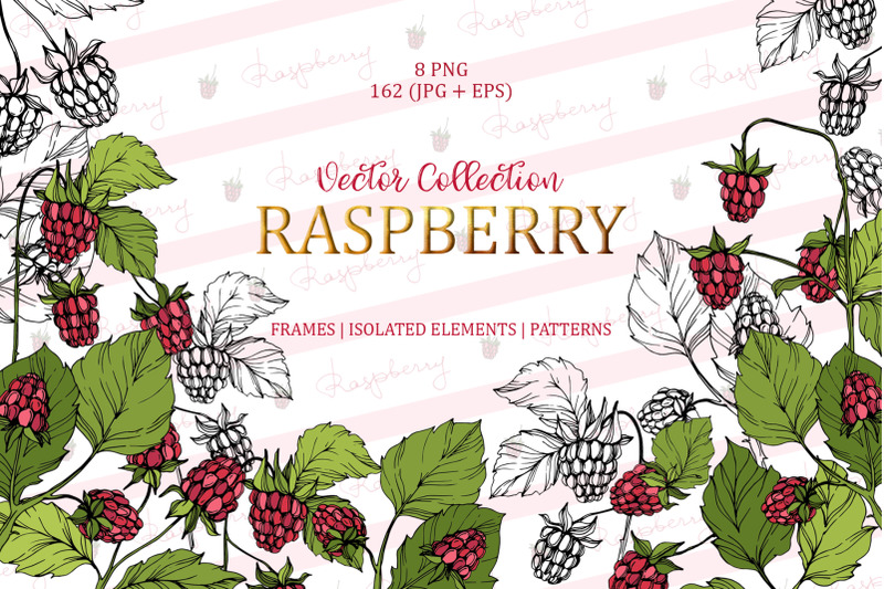 raspberry-vector-collection