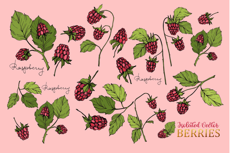 raspberry-vector-collection