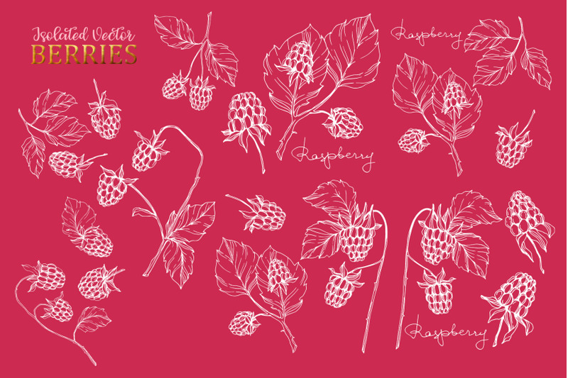 raspberry-vector-collection