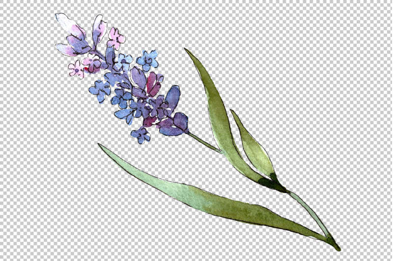 bouquet-of-idyll-lavender-watercolor-png