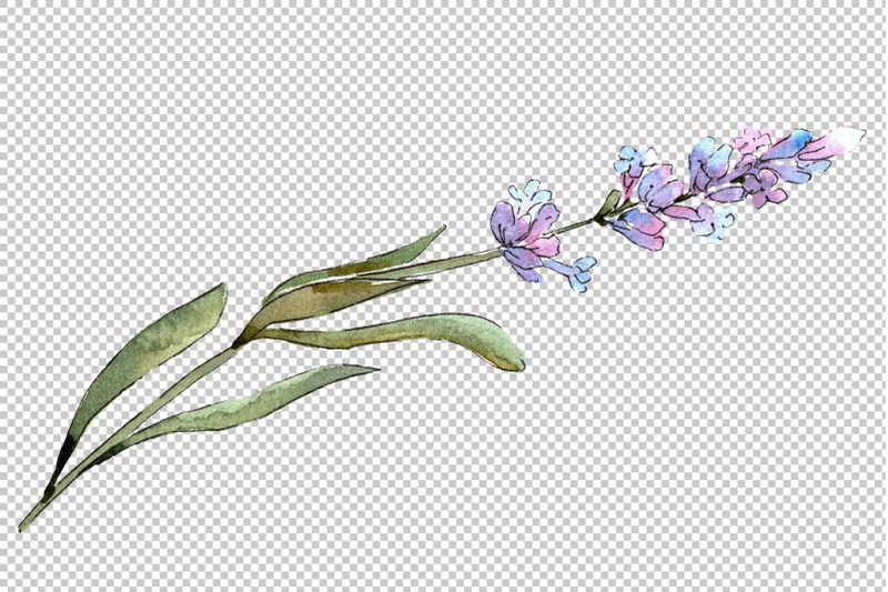 bouquet-of-idyll-lavender-watercolor-png