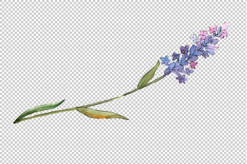 bouquet-of-idyll-lavender-watercolor-png