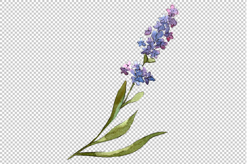 bouquet-of-idyll-lavender-watercolor-png