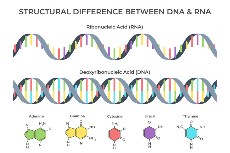 infographic-dna-and-rna-spiral-ribonucleic-vs-deoxyribonucleic-acid-s