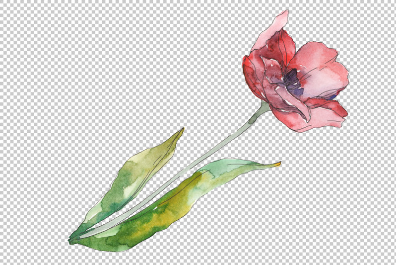 bouquet-of-prometheus-tulip-watercolor-png