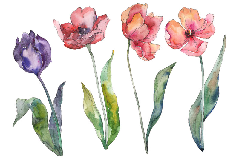 bouquet-of-prometheus-tulip-watercolor-png