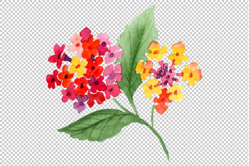 red-lantana-watercolor-png