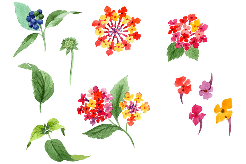 red-lantana-watercolor-png