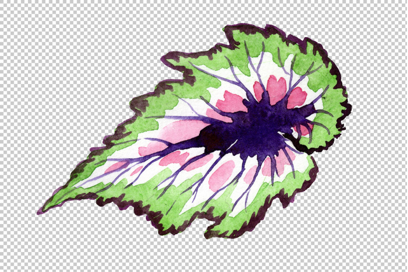 nautilus-leaf-begonia-watercolor-png