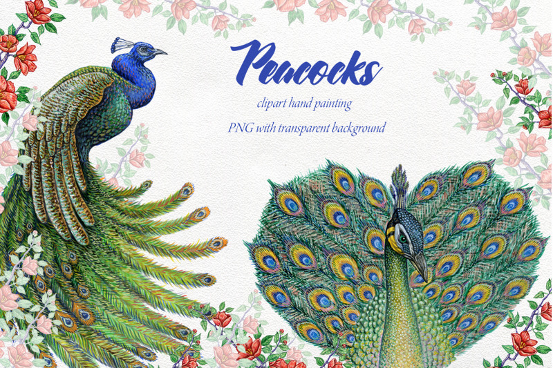 peacock-birds-watercolor-clipart-flower-backgrounds
