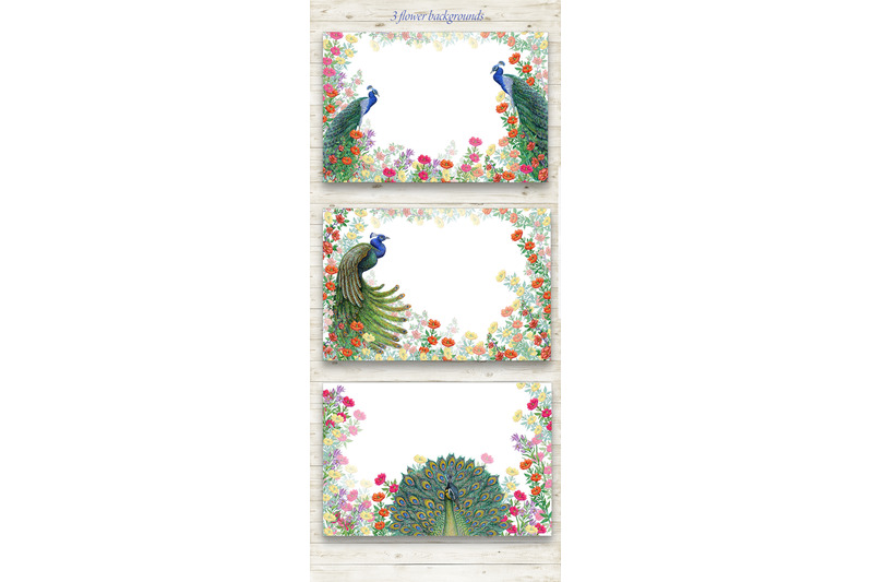 peacock-birds-watercolor-clipart-flower-backgrounds