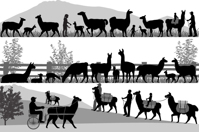 herd-of-llama