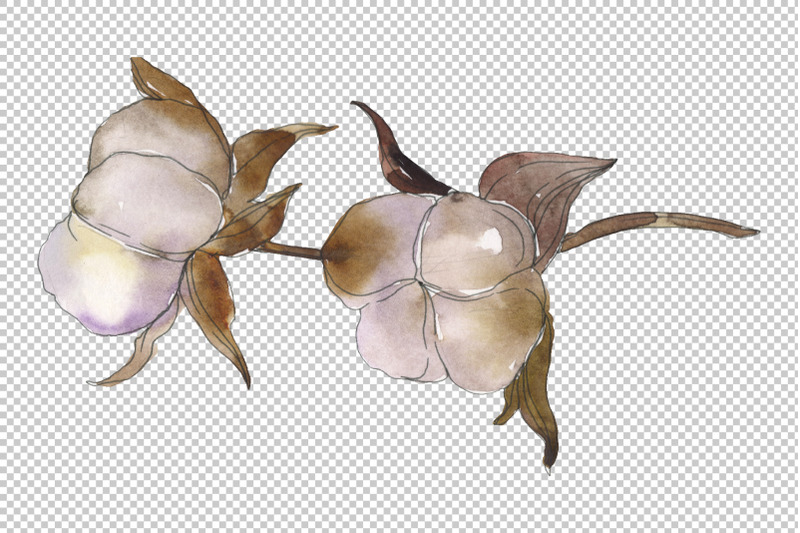 natural-cotton-watercolor-png