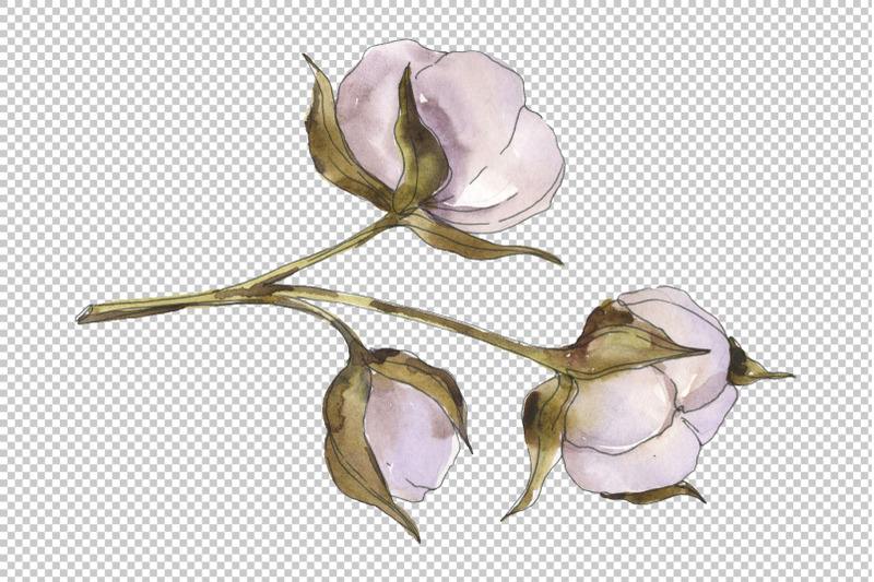 natural-cotton-watercolor-png