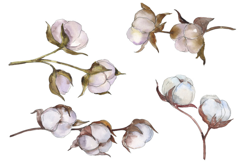 natural-cotton-watercolor-png