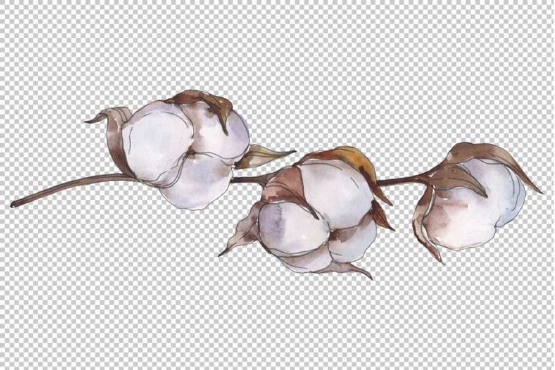 natural-cotton-watercolor-png