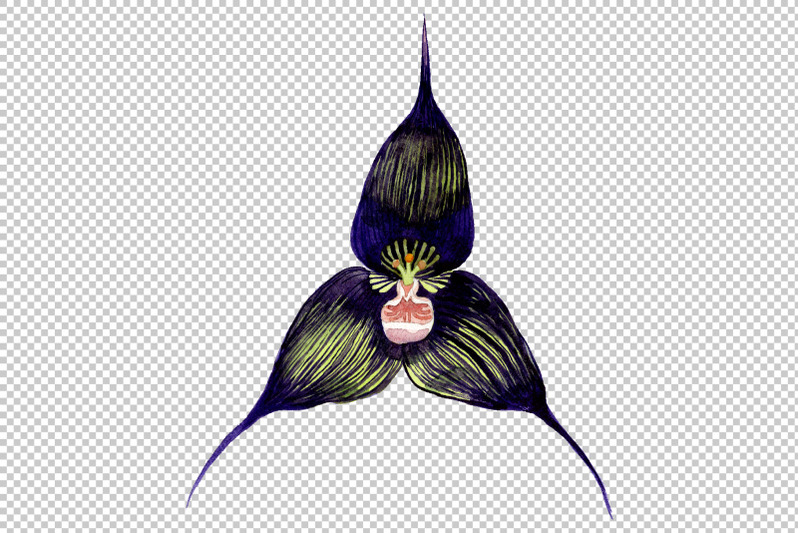 orchid-black-watercolor-png