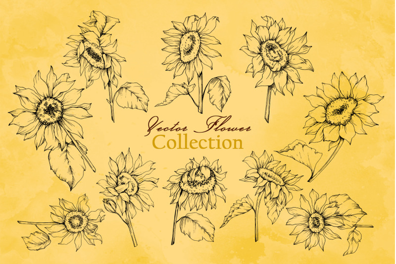 sunflower-vector-collection