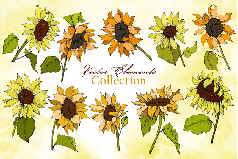 sunflower-vector-collection