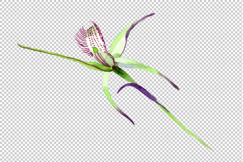 wild-orchid-watercolor-png