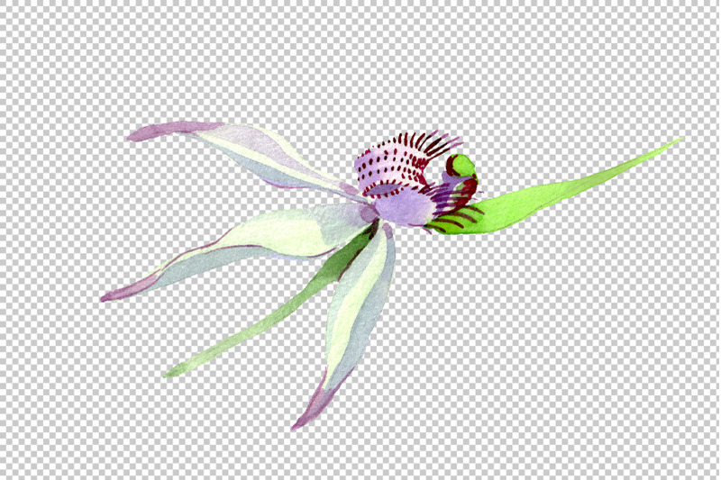 wild-orchid-watercolor-png