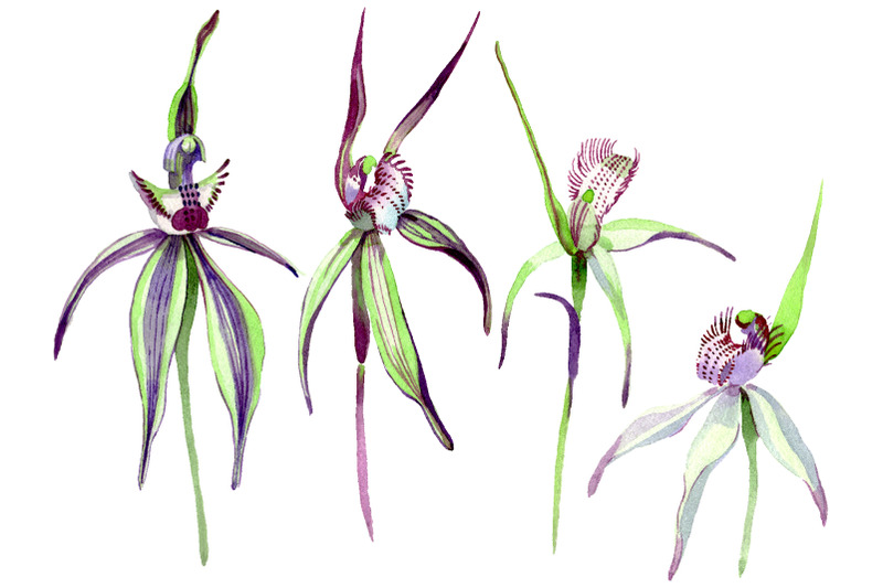 wild-orchid-watercolor-png