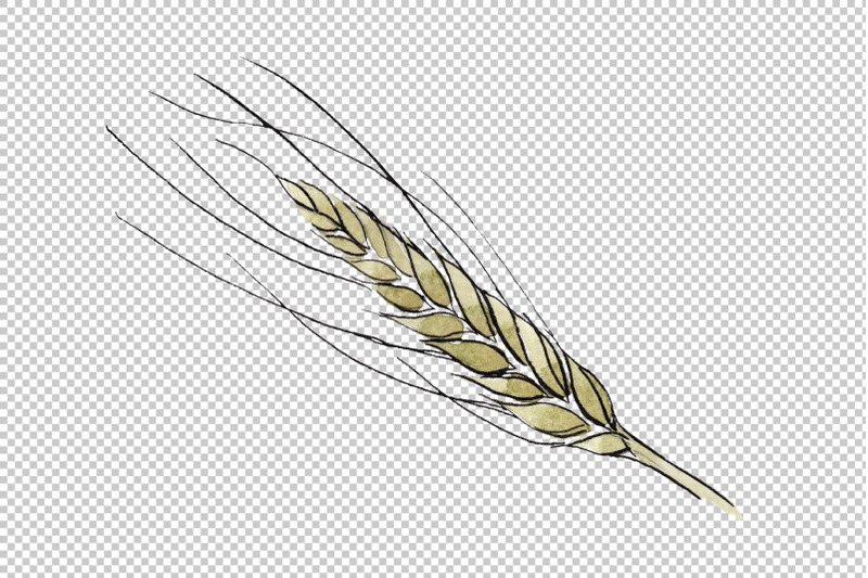 spike-of-wheat-watercolor-png