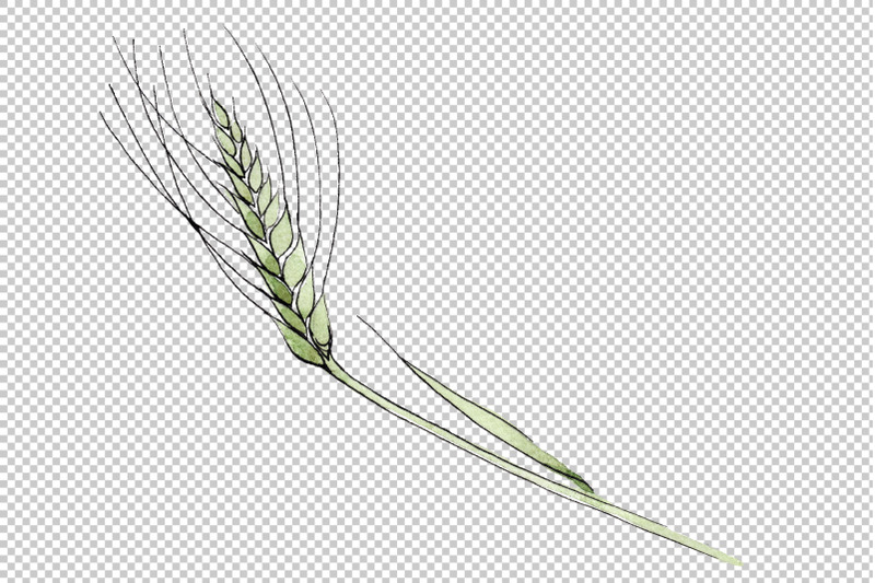 spike-of-wheat-watercolor-png