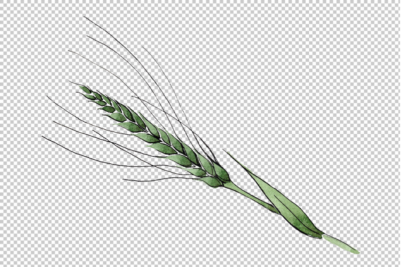 spike-of-wheat-watercolor-png