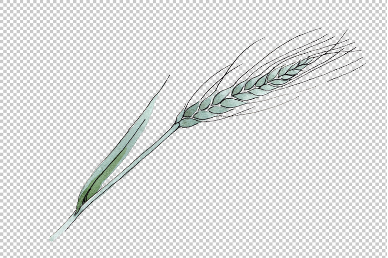 spike-of-wheat-watercolor-png