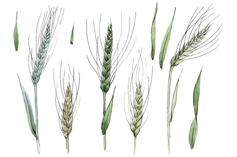 spike-of-wheat-watercolor-png