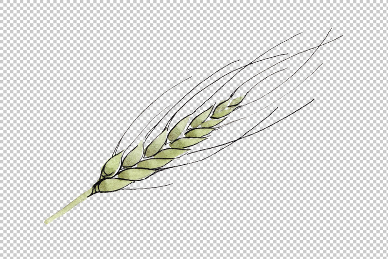 spike-of-wheat-watercolor-png