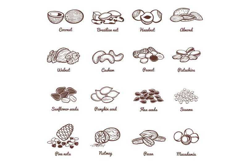 edible-nuts-and-seeds-vector-icons-protein-healthy-food-set