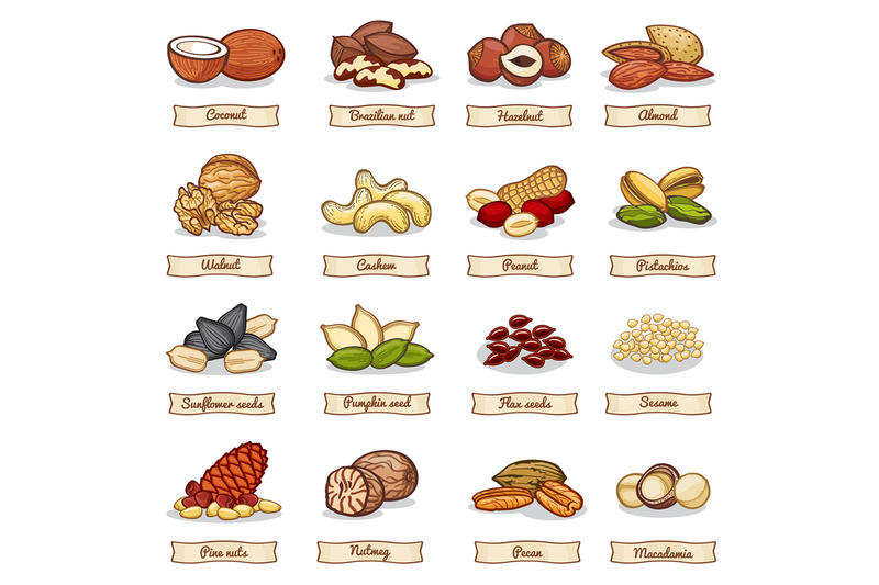 cartoon-color-nut-and-seed-grains-vector-collection