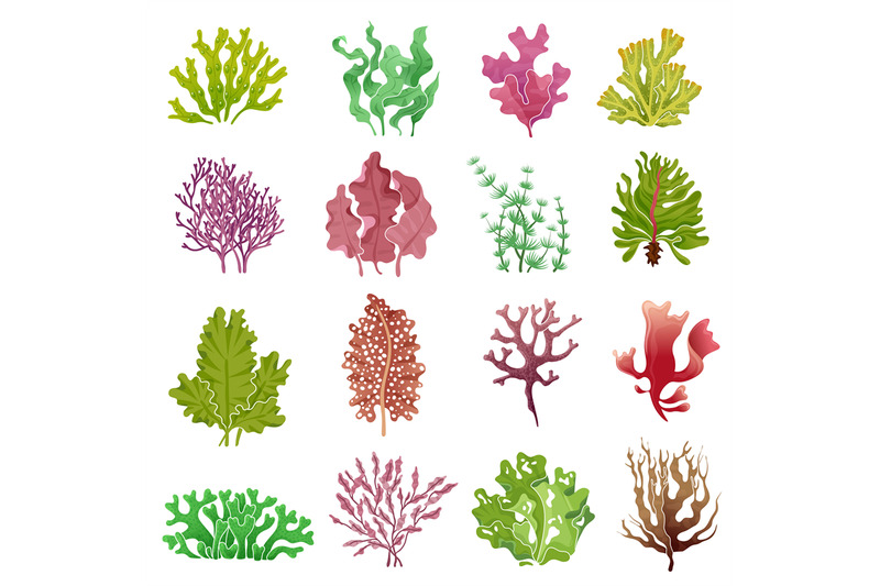 seaweed-set-sea-plants-ocean-algae-and-aquarium-kelp-underwater-sea