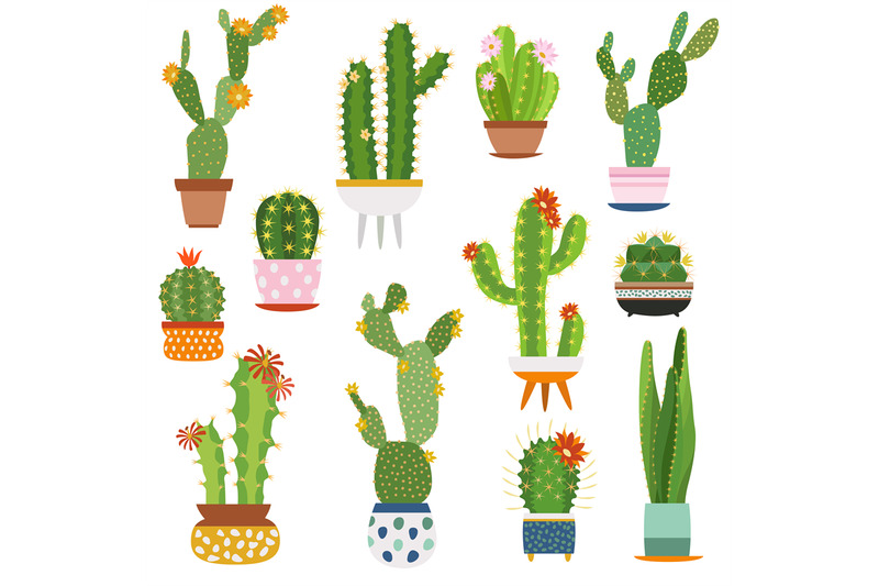 cactus-pots-home-plants-cacti-flowers-in-ceramic-pot-succulent-plant